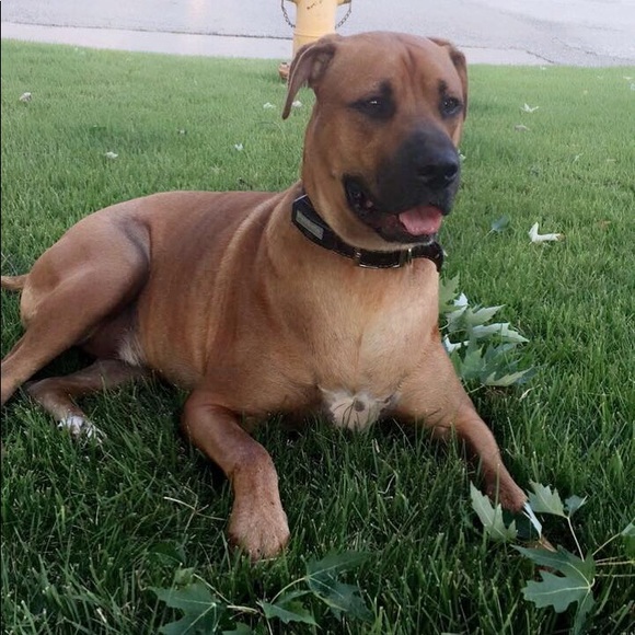 Meet your Posher, Tosha - Picture 3 of 3